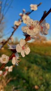 cerisier en fleur 1  